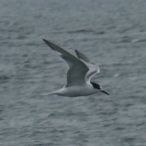 Common Tern