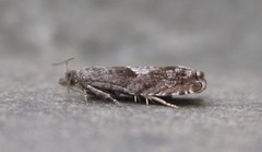Epinotia solicitana