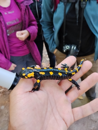 Fire Salamander