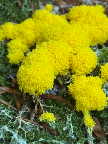 Dog Vomit Slime Mold