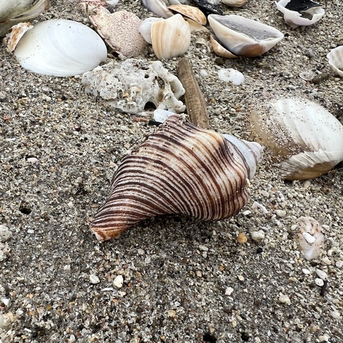 Penion sulcatus, 2026-09-21
