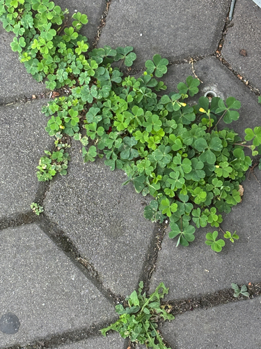 Creeping Woodsorrel