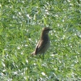 Whinchat