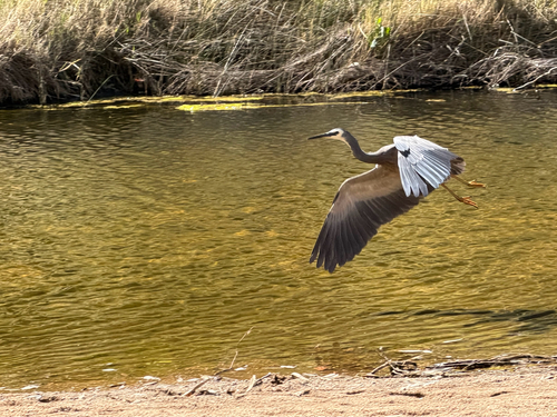 White-faced Heron