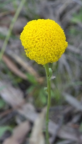 Craspedia variabilis, photograph 6