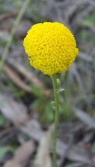 Craspedia variabilis, photograph (c) Ian Rainbow, some rights reserved (CC BY)