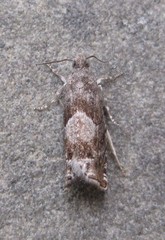 Epinotia solicitana