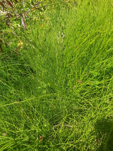 great horsetail