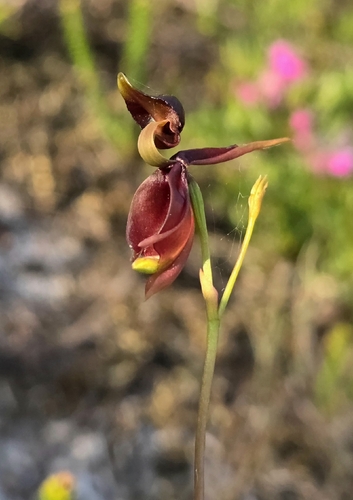Large Flying Duck Orchid