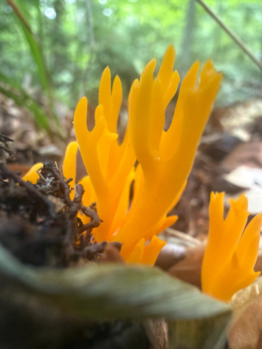 Jelly-antler
