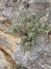Teucrium capitatum