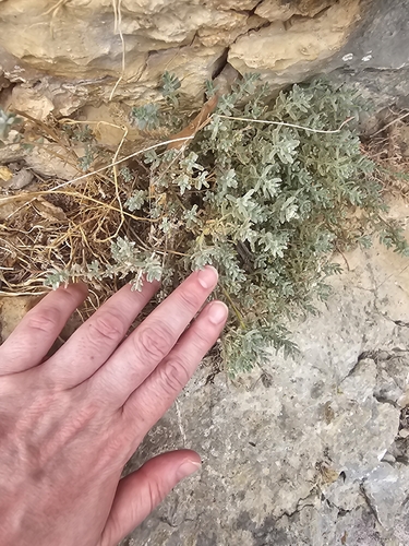 Teucrium capitatum, photograph 2