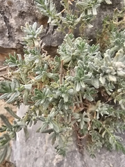 Teucrium capitatum, photograph (c) L Rose, some rights reserved (CC BY)