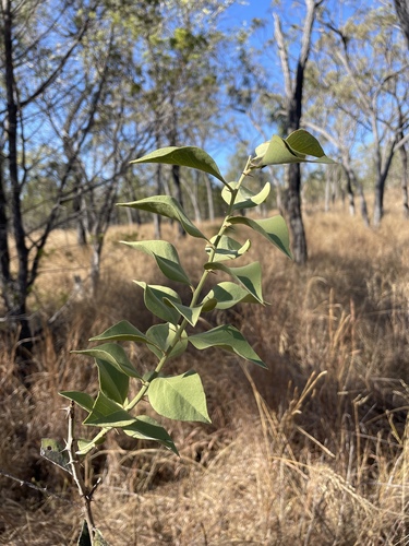 Native Pomegranate