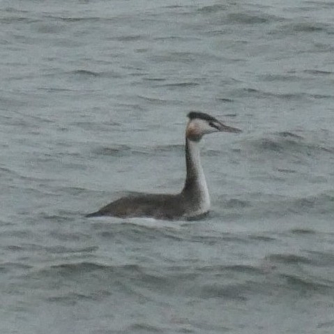 Great Crested Grebe