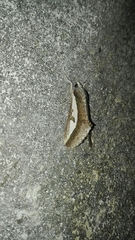 Euscirrhopterus poeyi