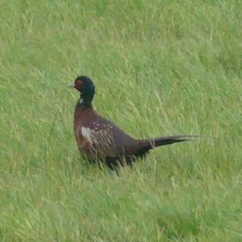 Ring-necked Pheasant