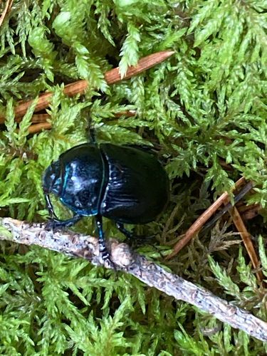 Woodland Dor Beetle