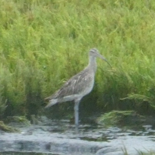 Eurasian Whimbrel