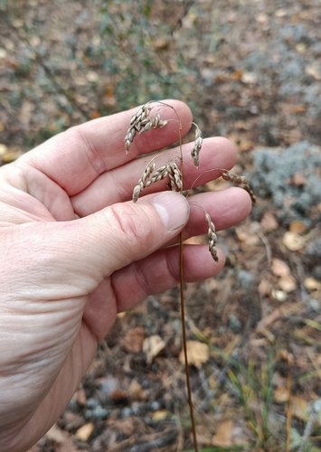 Anthoxanthum nitens observed 2026-09-19