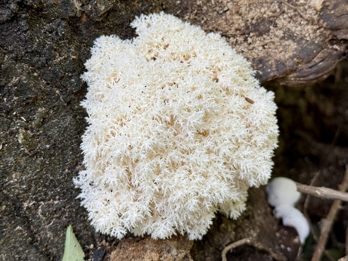 Coral tooth fungus