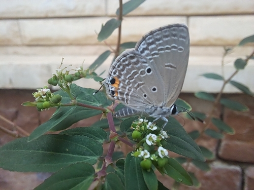 Plains Cupid