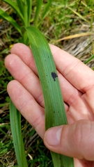 Toxicoscordion venenosum