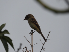 Empidonax fulvifrons