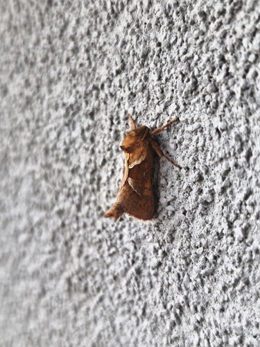 Orange Swift