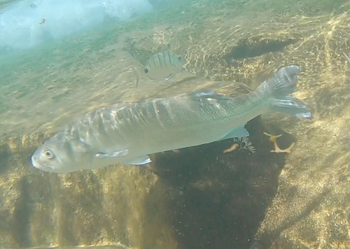 European Seabass