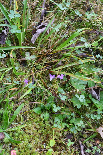Campanula patula, photograph 5