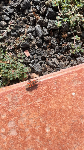 Indian Milkweed Bug