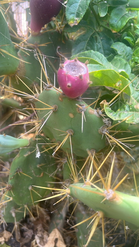 shell mound pricklypear