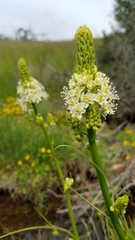 Toxicoscordion venenosum