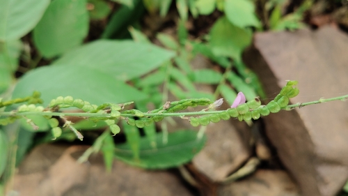Pleurolobus gangeticus observed 2026-09-21