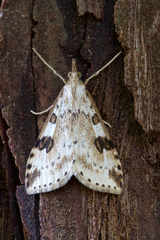 Udea washingtonalis