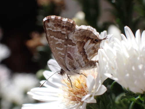 Common Geranium-bronze