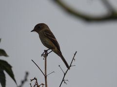 Empidonax fulvifrons