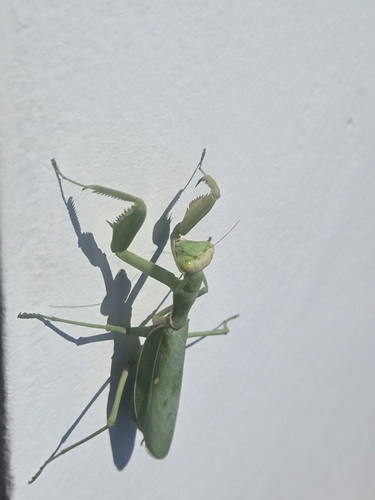 Transcaucasian Giant Mantis
