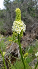 Toxicoscordion venenosum