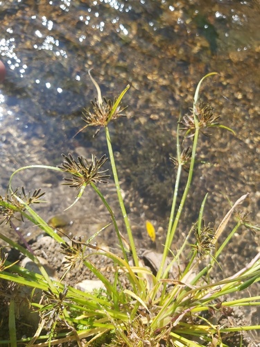 Brown Flatsedge