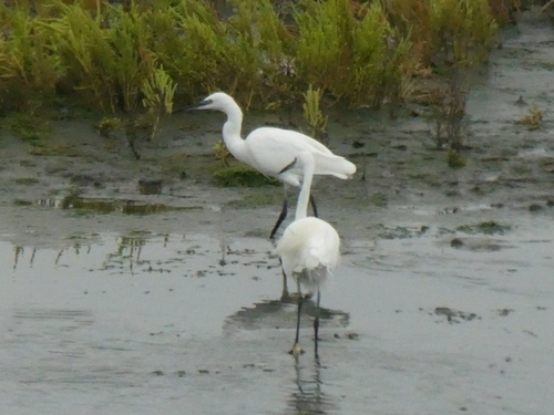 Little Egret