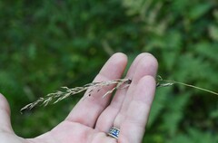 Calamagrostis arundinacea, photograph (c) Марина Садыкова, some rights reserved (CC BY)