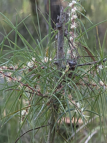 Hakea ulicina