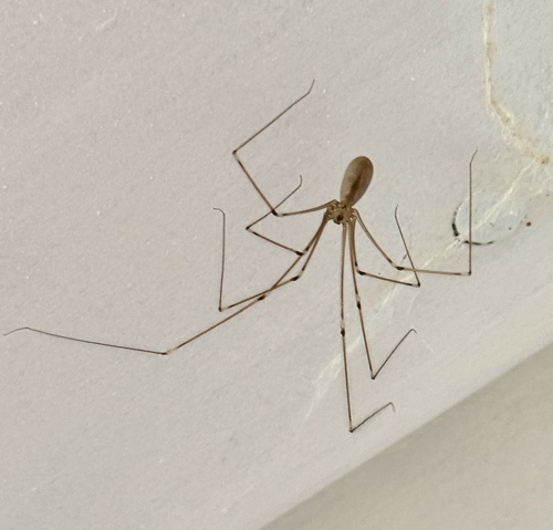 Long-bodied Cellar Spider