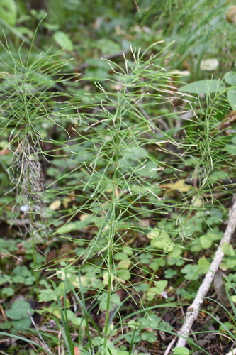 Equisetum pratense, photograph 4