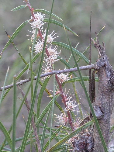 Hakea ulicina, photograph 2