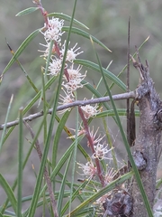 Hakea ulicina, photograph (c) Ian Rainbow, some rights reserved (CC BY)