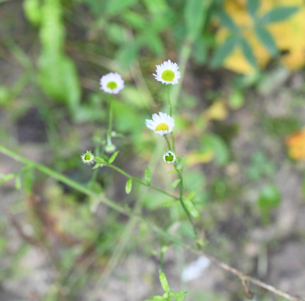 Erigeron strigosus; photograph (c) Марина Садыкова, some rights reserved (CC BY)
