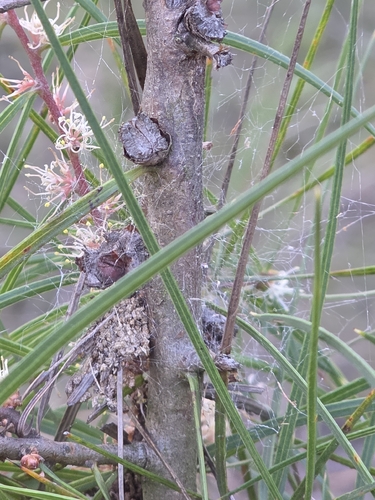 Hakea ulicina, photograph 3